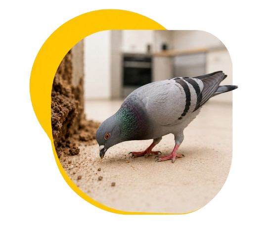 cockroach