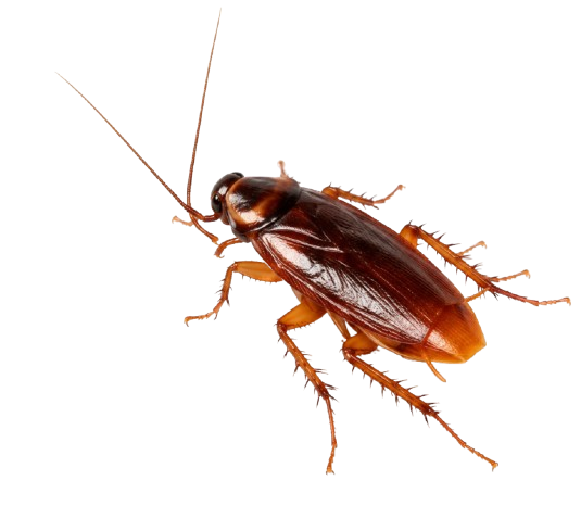 Pest