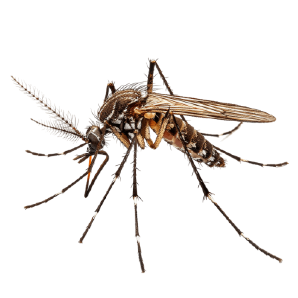 Mosquito
Control