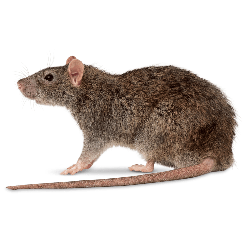 Rodent
Control