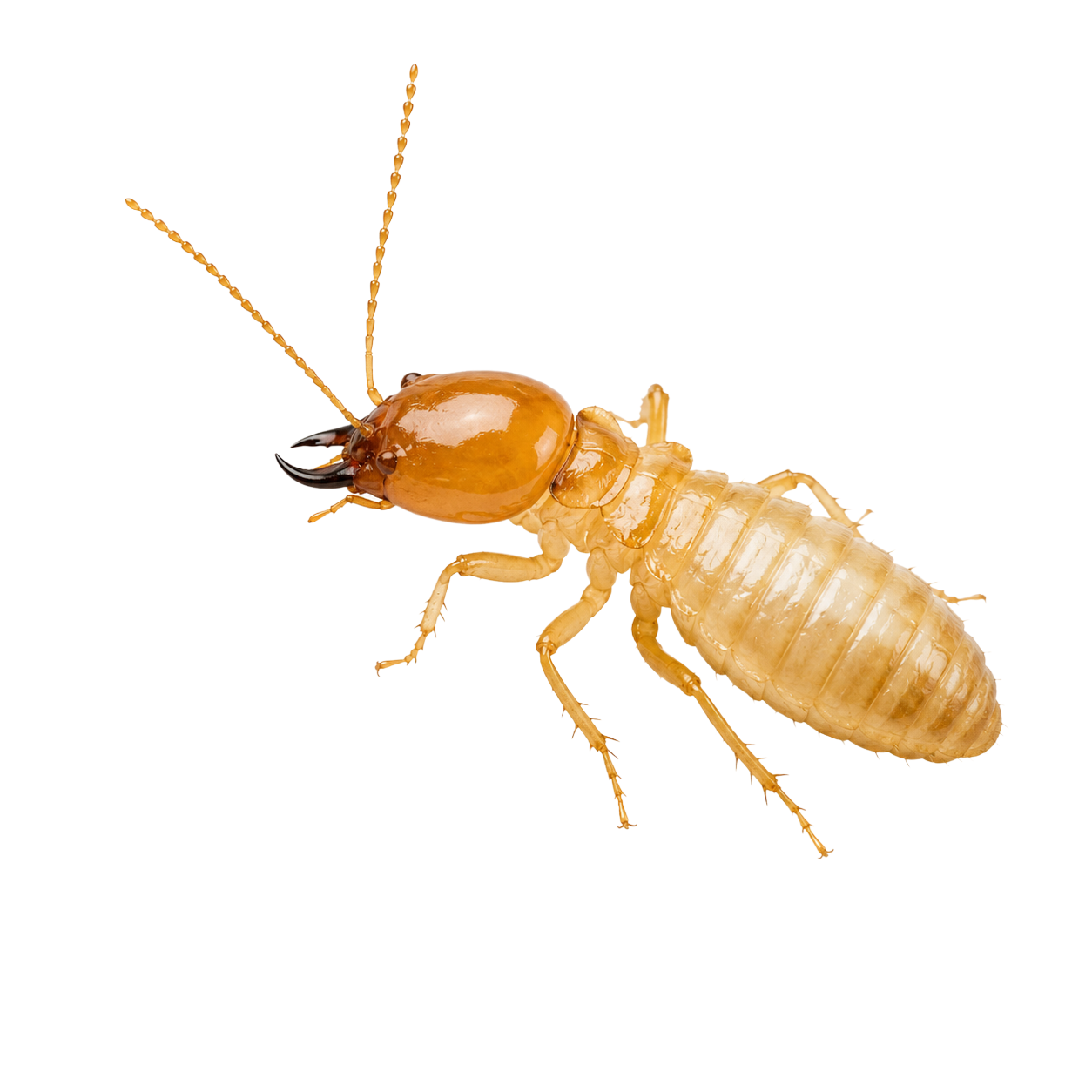 Pest