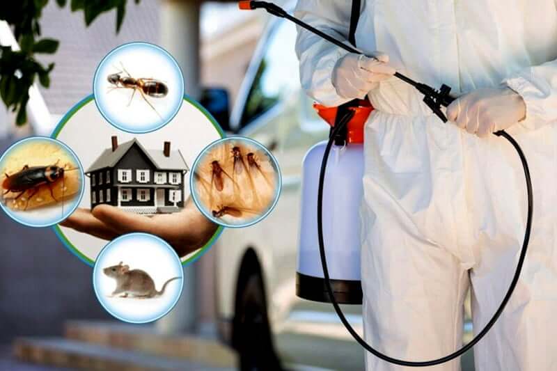 Topclass Bed Bug Removal In Los Angeles