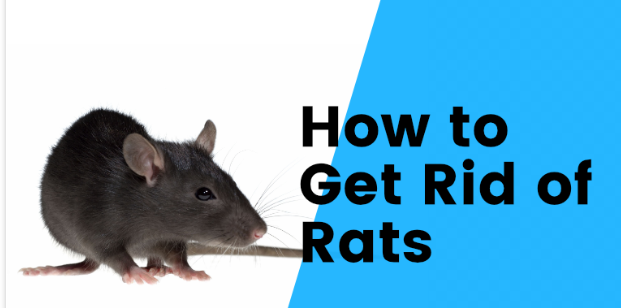 The Best Ways to Get Rid of Rats