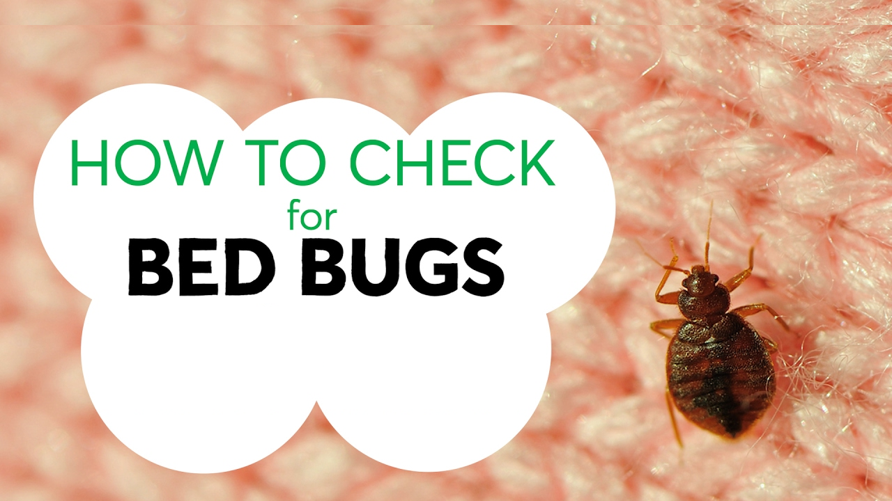 How To Check For Bed Bugs 