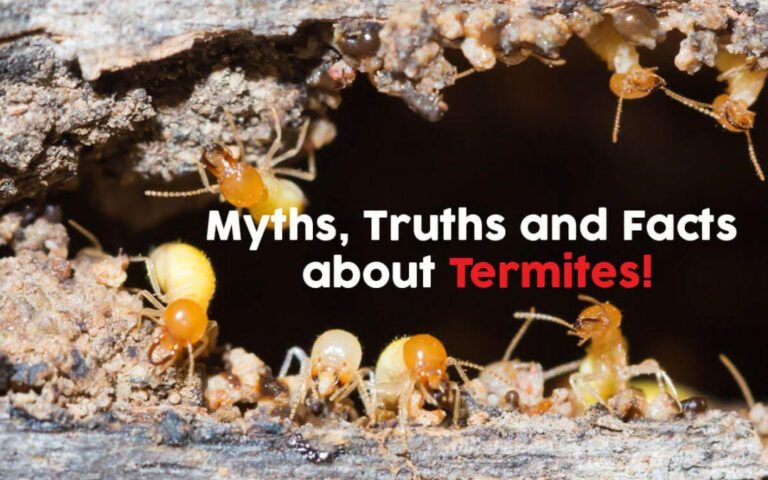 Demystifying Termites: Understanding, Prevention, & Termite Bite Facts